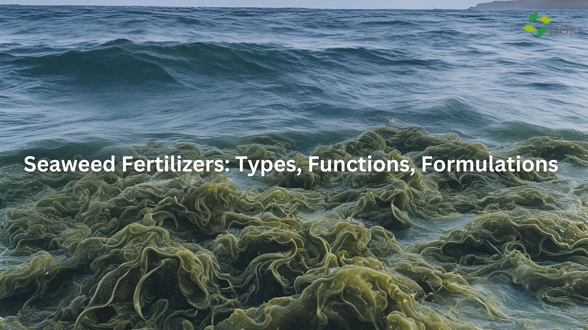 Seaweed Fertilizers Types Functions Formulations Dora Agri Tech