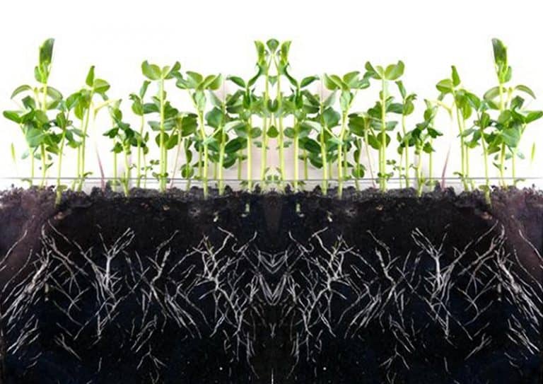 What Promotes Root Growth