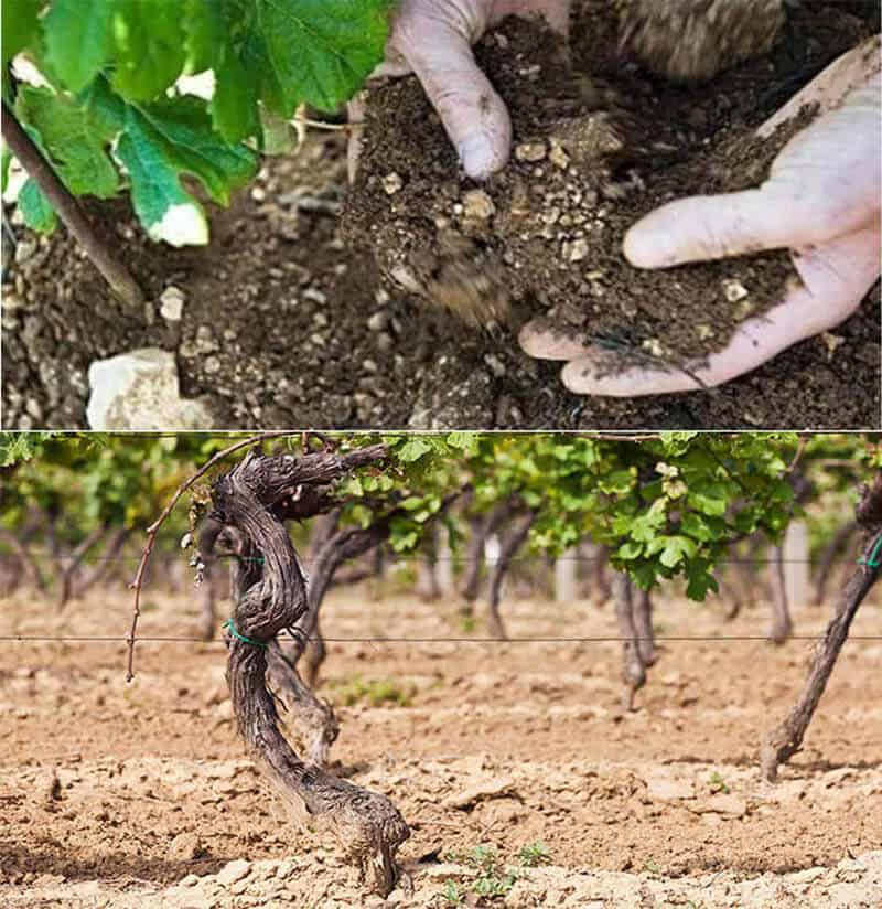 Grape Vineyard Soil Preparation