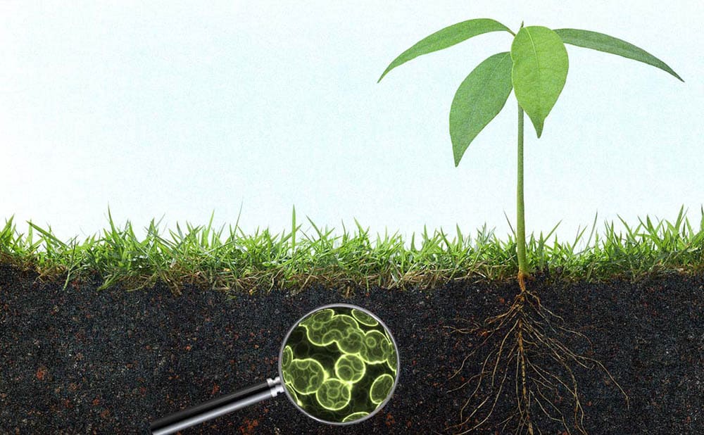 Beneficial Soil Microorganisms Importance Application