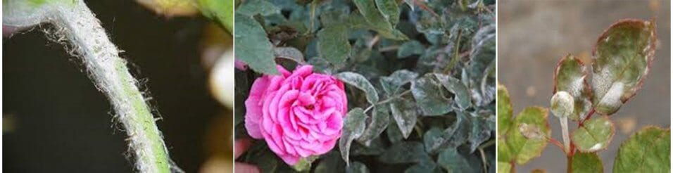 how-to-get-rid-of-powdery-mildew-on-rose-dora-agri-tech