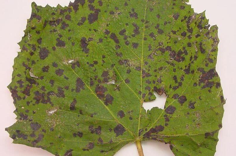 Most Common Grapevine Diseases Dora AgriTech