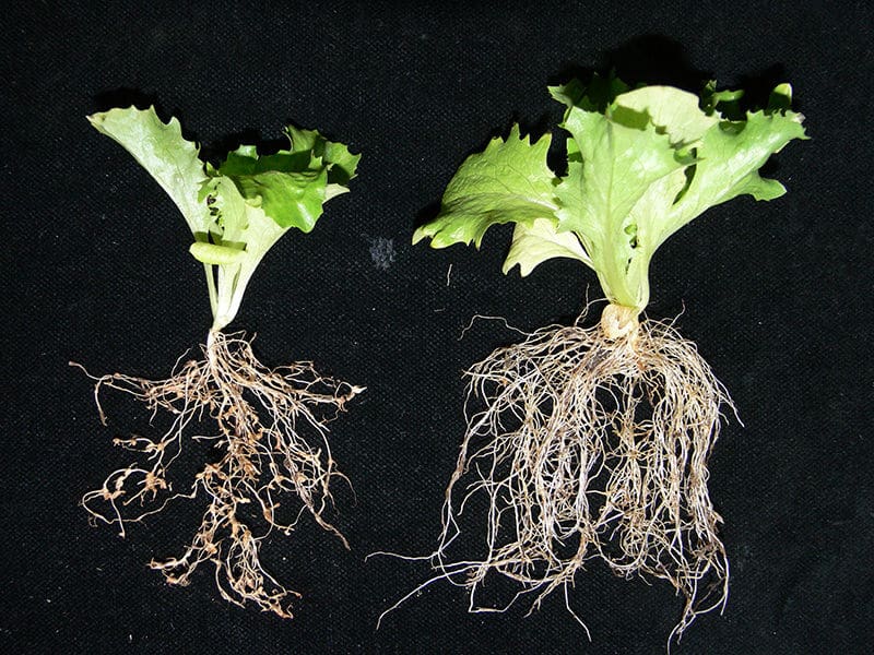 Root Knot Nematodes on Vegetables