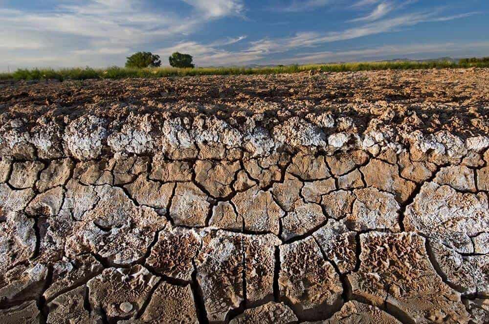 What’s soil salinization | How does salinity affect soil