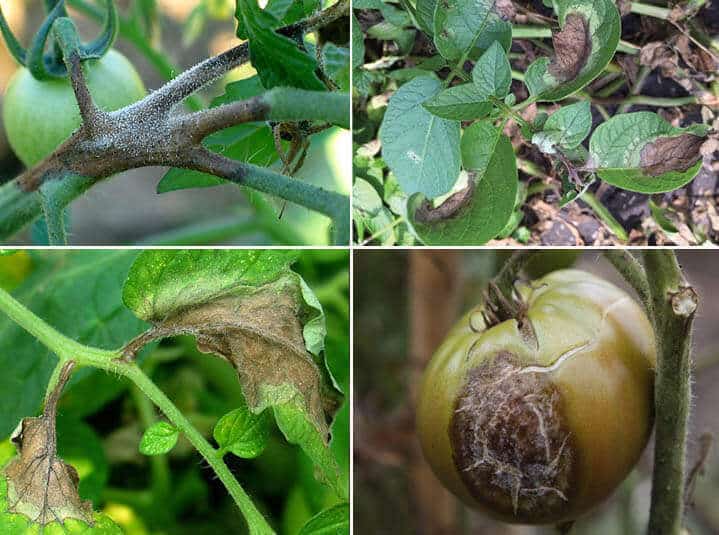 tomato late blight vs early blight