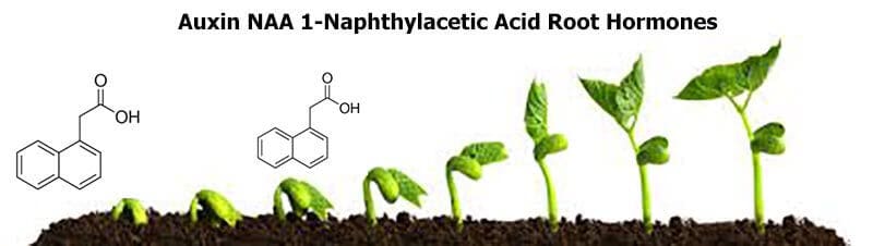 1-Naphthyl acide acétique NAA 98% en poudre - Hormone de bouturage