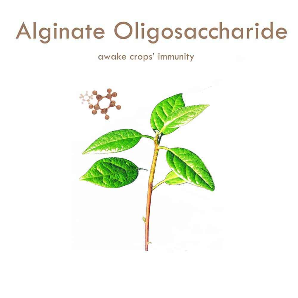 plant oligosaccharides