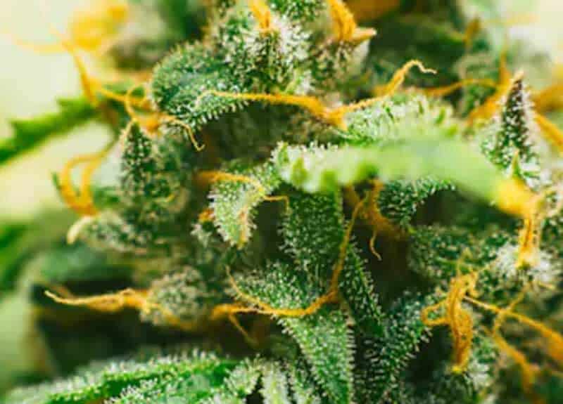 Cannabinoids found in greatest weed plant Gold Leaf feminized
