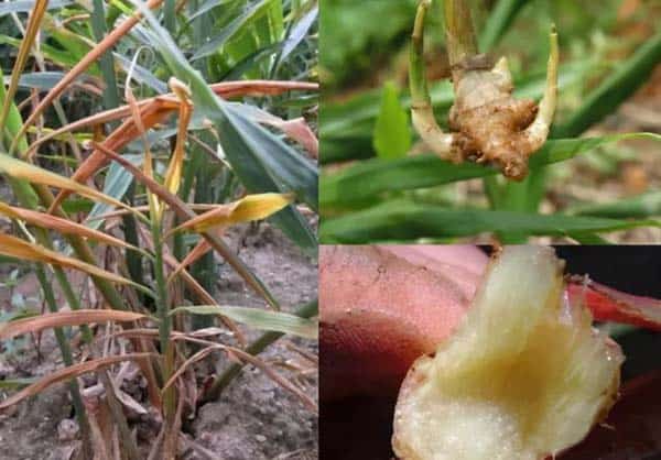 Common Diseases And Symptoms In Ginger Cultivation