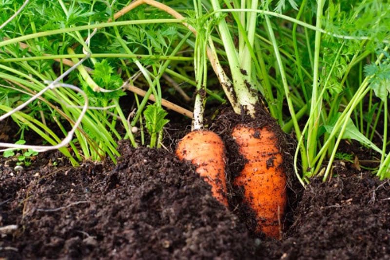 Effect of Polyglutamic Acid on Carrot Growth