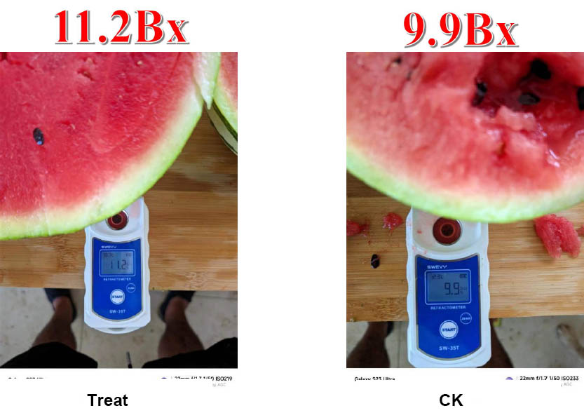 Effect of Dora's Watermelon Customization Plan on Fruit Quality