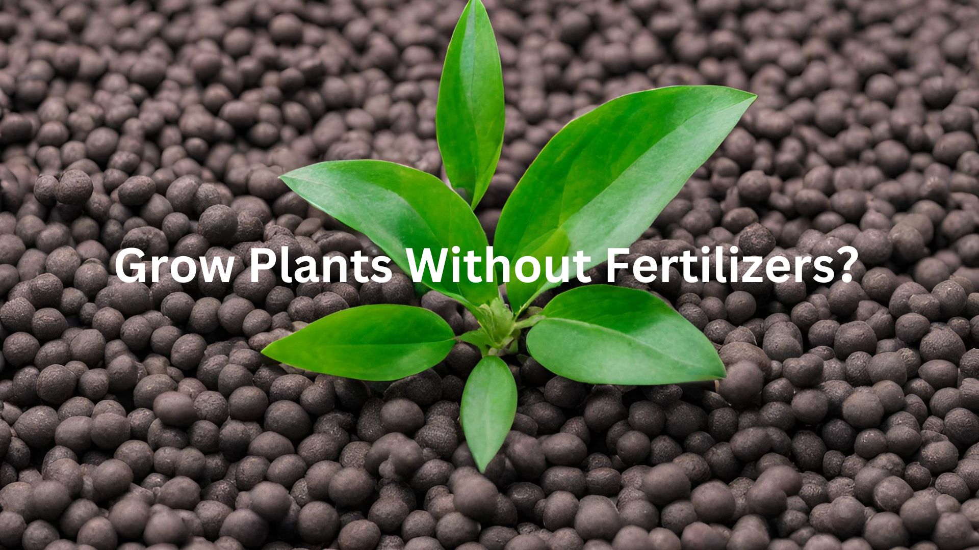Can You Grow Plants Without Fertilizers？ Dora AgriTech