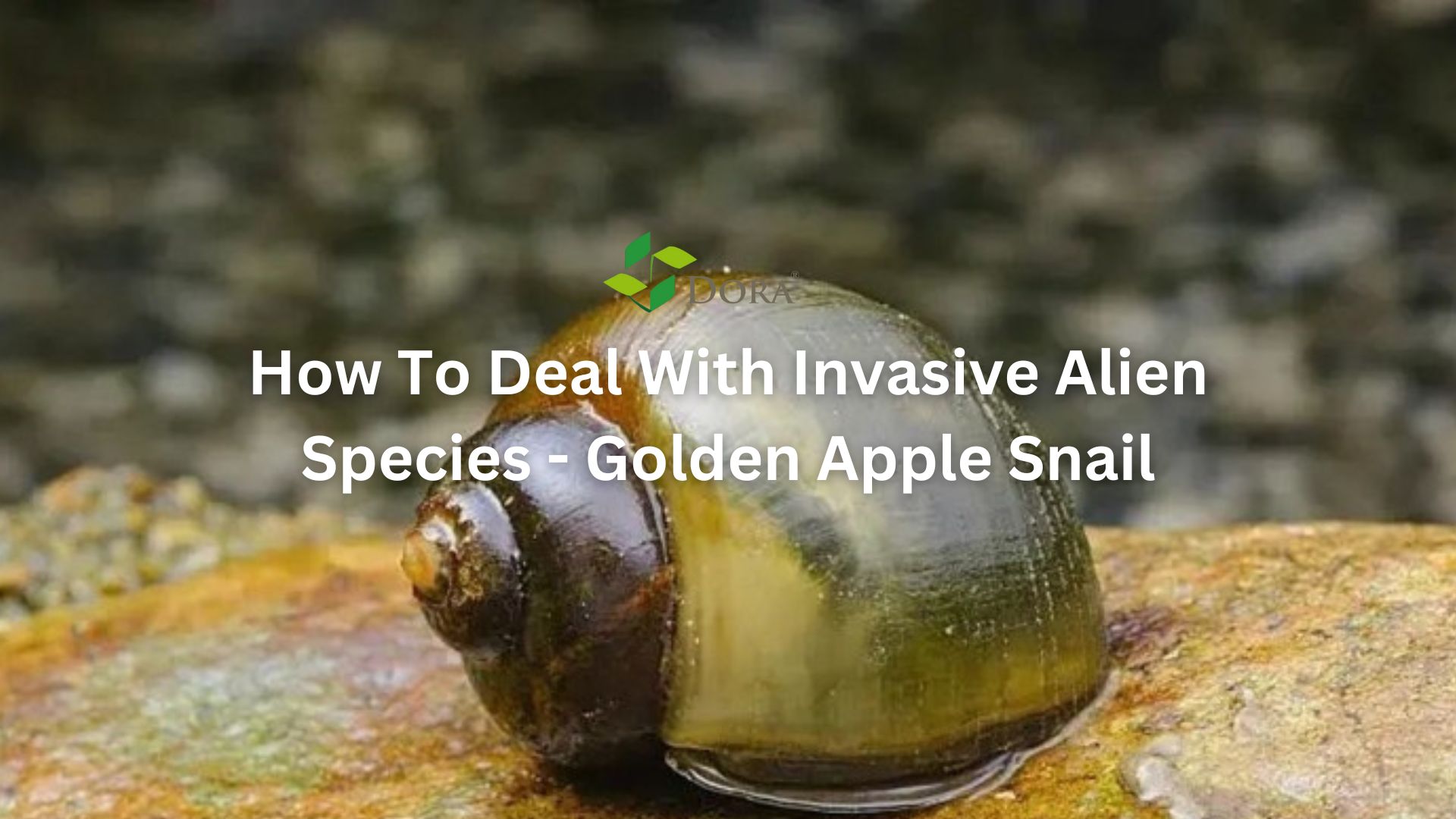 How To Deal With Invasive Alien Species - Golden Apple Snail - Dora ...